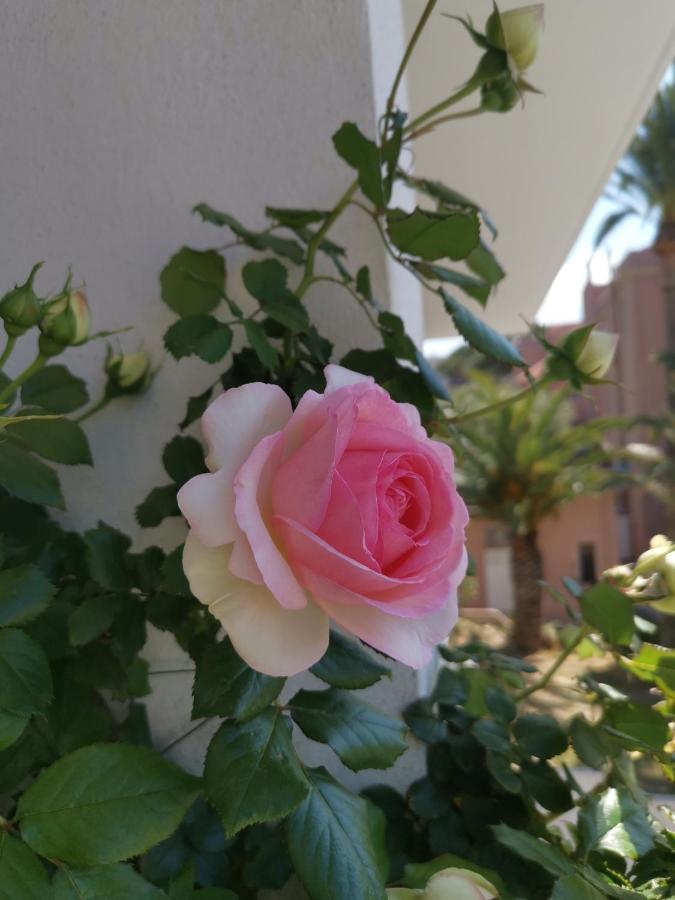 Ofdl B T1 Bandol - Briotine Foyalais Daire Dış mekan fotoğraf